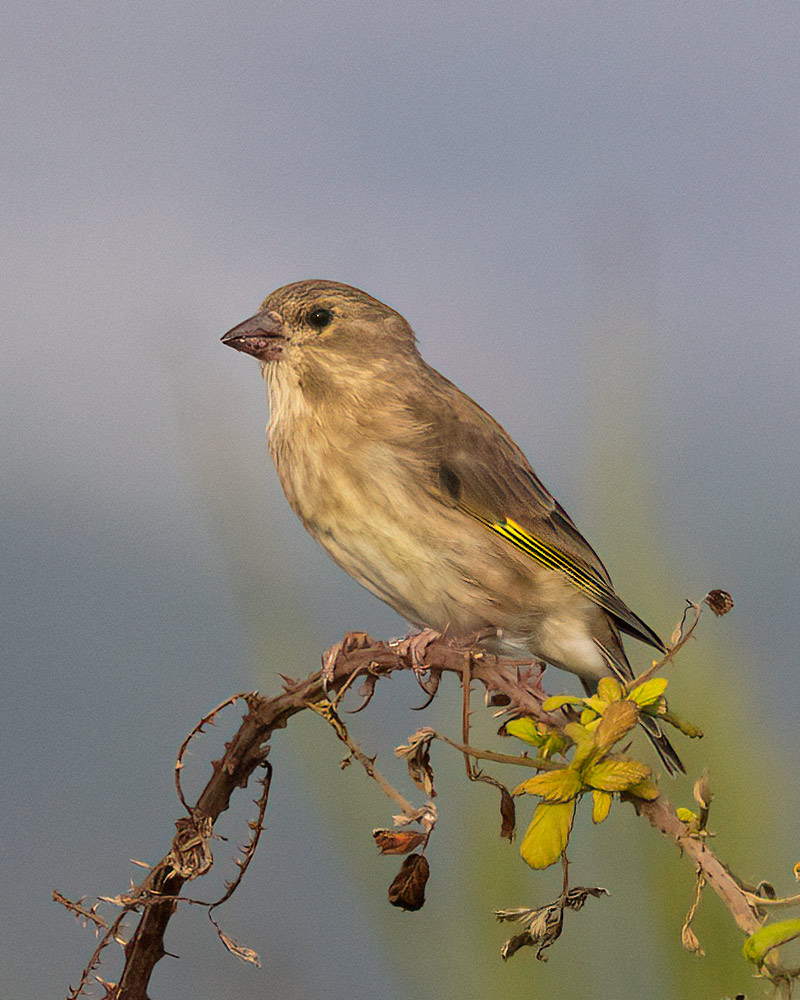 Greenfinch